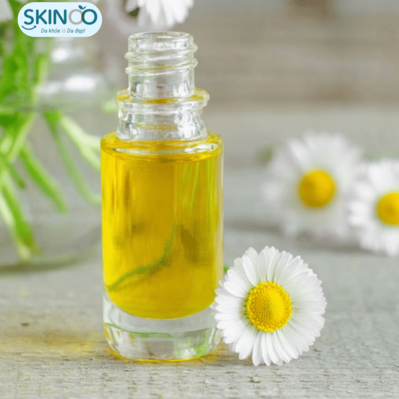 Chiết xuất cúc La Mã như thế nào?