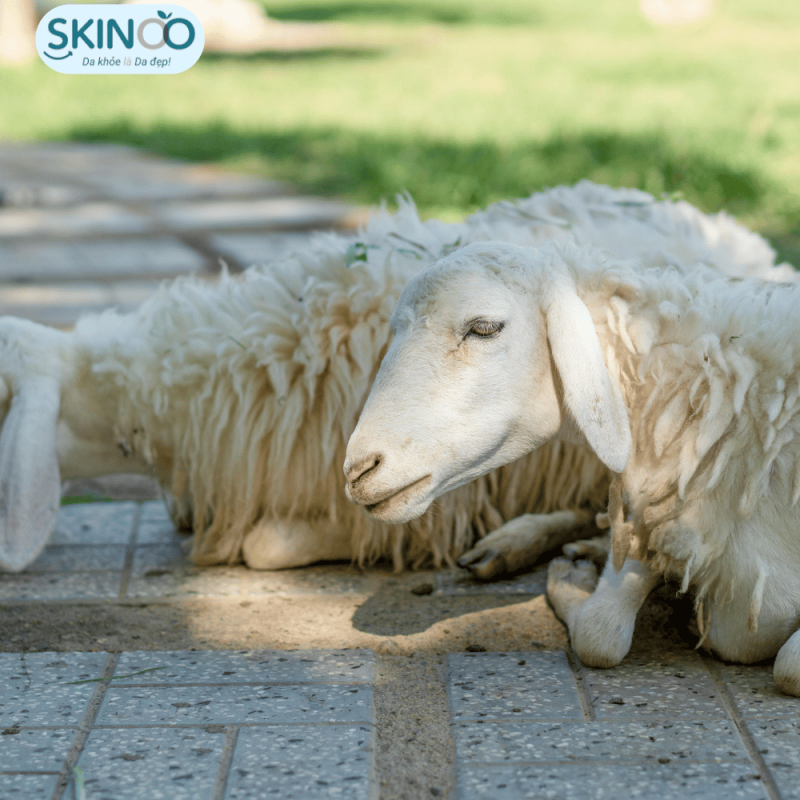 Lanolin có nguồn gốc từ lông cừu