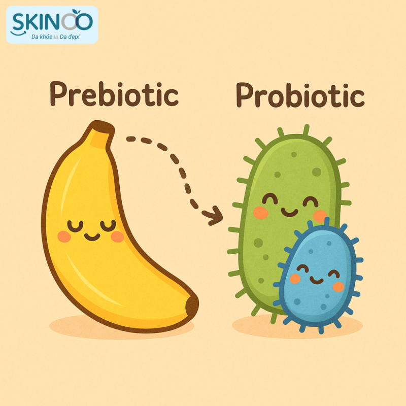 Probiotic và prebiotic là gì (2)