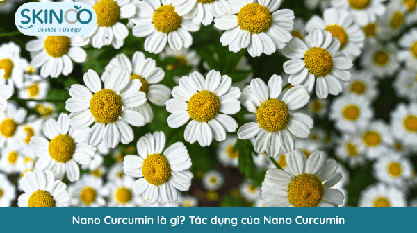 Chiết xuất cúc La Mã là gì
