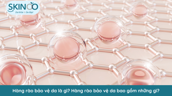 Hàng rào bảo vệ da là gì