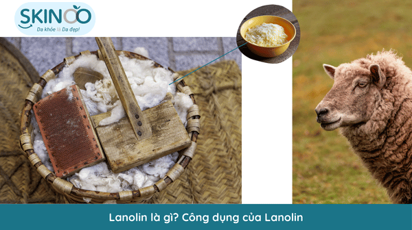 Lanolin