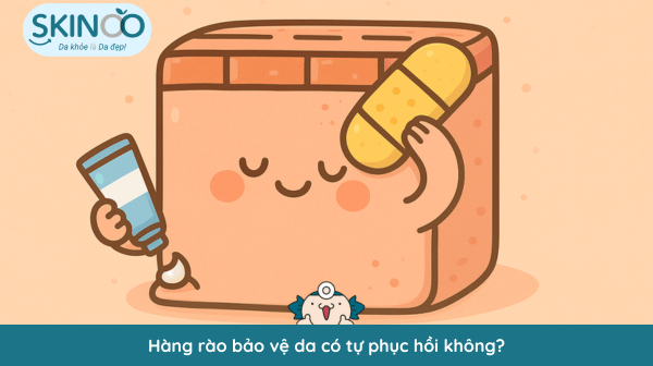 Hàng rào bảo vệ da có tự phục hồi không