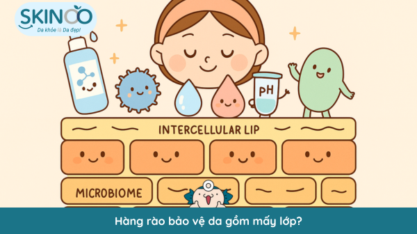 Hàng rào bảo vệ da gồm mấy lớp